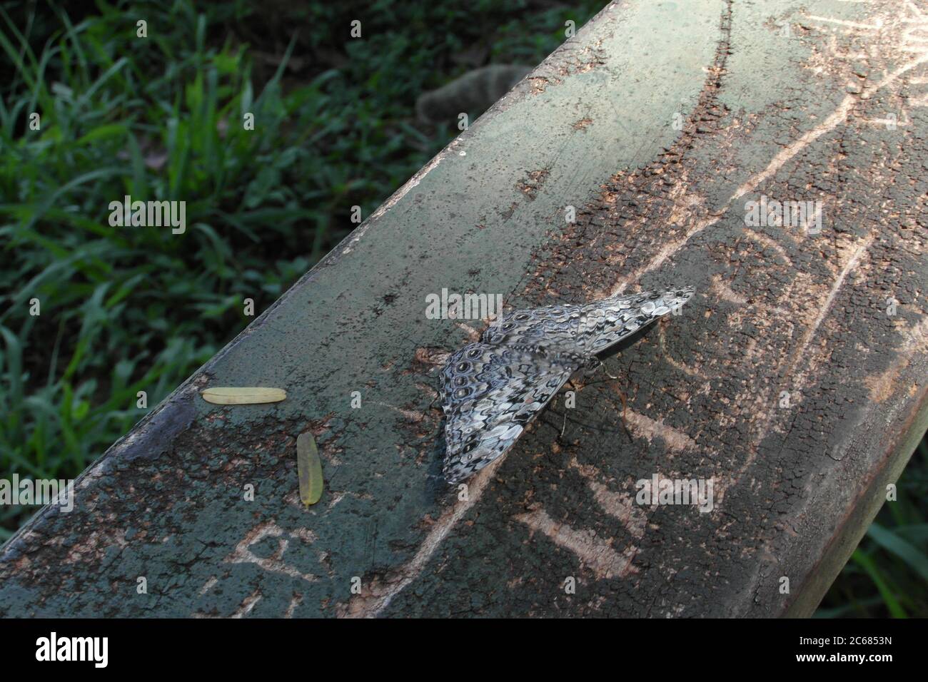 Schöne Natur von Brasilien: Wasserfälle Iguazu. Viel Wasser, Sonne und Glück Stockfoto