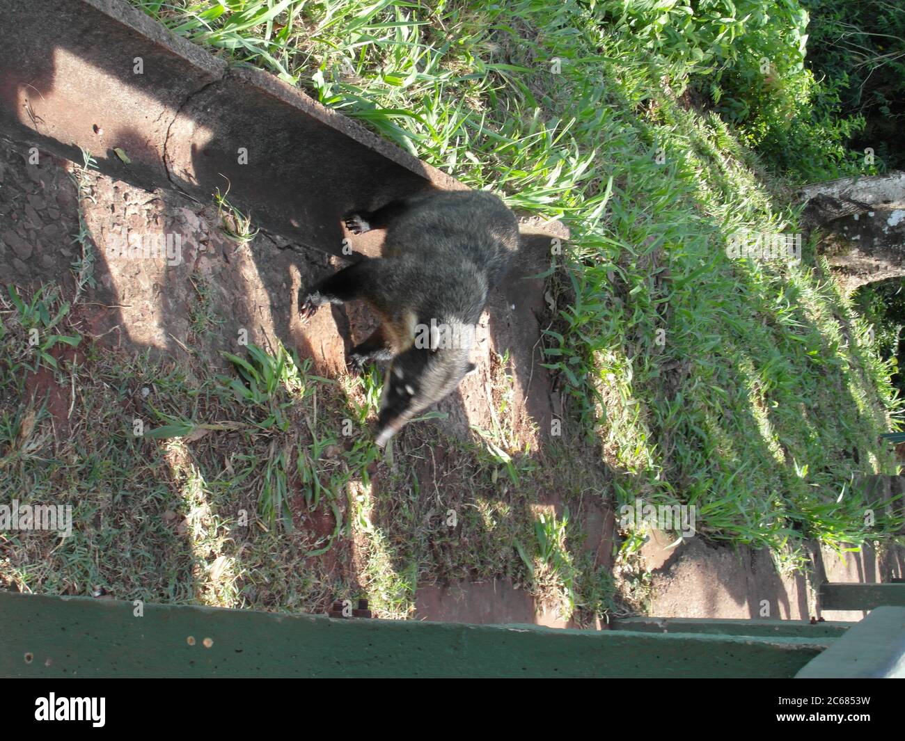 Schöne Natur von Brasilien: Wasserfälle Iguazu. Viel Wasser, Sonne und Glück Stockfoto