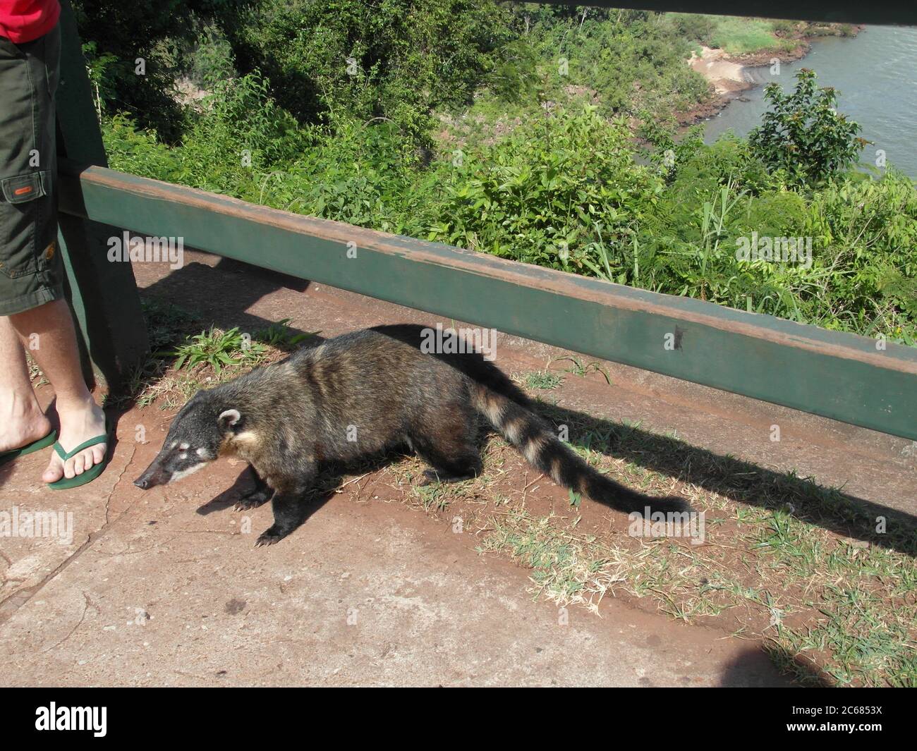 Schöne Natur von Brasilien: Wasserfälle Iguazu. Viel Wasser, Sonne und Glück Stockfoto