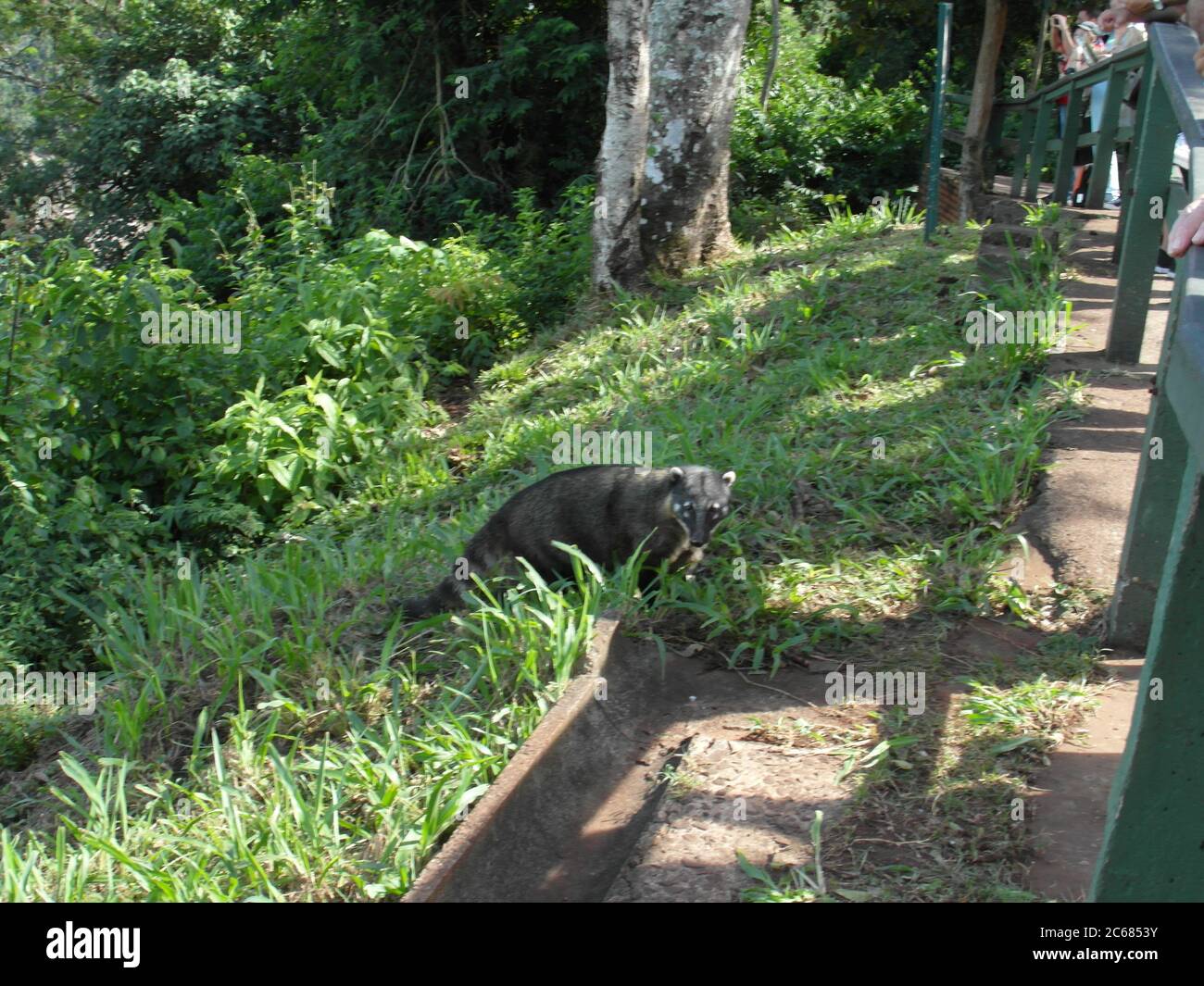 Schöne Natur von Brasilien: Wasserfälle Iguazu. Viel Wasser, Sonne und Glück Stockfoto
