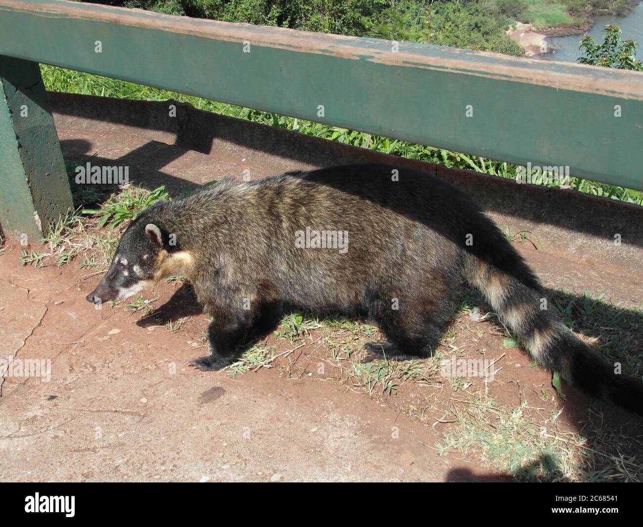 Schöne Natur von Brasilien: Wasserfälle Iguazu. Viel Wasser, Sonne und Glück Stockfoto