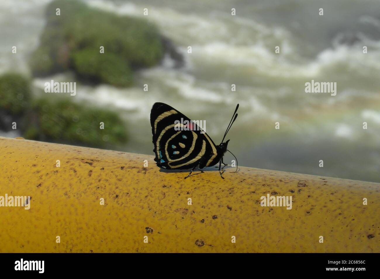 Schöne Natur von Brasilien: Wasserfälle Iguazu. Viel Wasser, Sonne und Glück Stockfoto