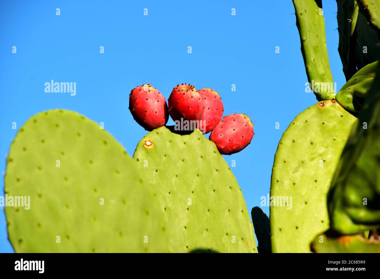 Kaktusbirne mit roten Früchten. Trocken, Wetter, Stockfoto