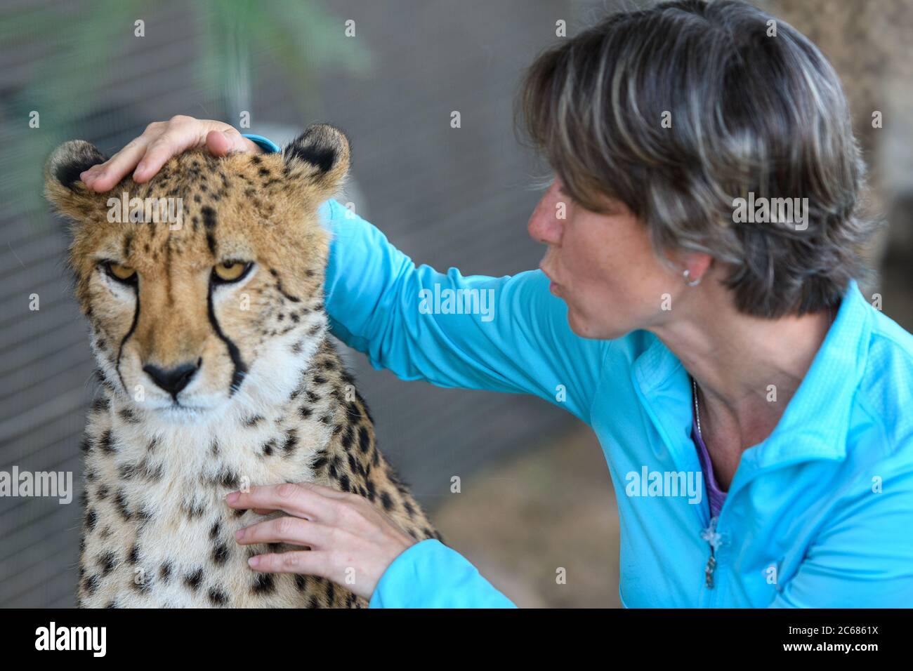 Frau Haustiere und Posen mit gefangenenGepard in Köcher Tree Forest, Keetmanshoop, Namibia Stockfoto