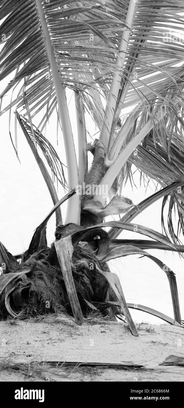 Low Angle Ansicht von Coconut Palm Detail, Aitutaki, Cook Inseln Stockfoto