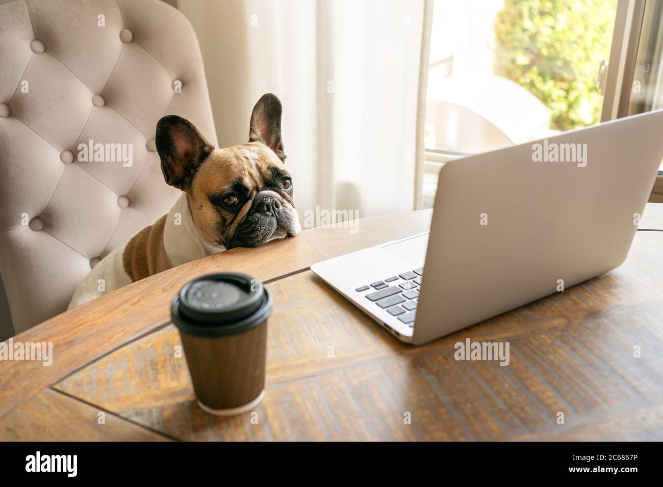 Französische Bulldogge auf einem Stuhl sitzen und müde auf die Kamera während der Arbeit auf Laptop, was auf einem Tisch mit Kaffeetasse bleiben. Stockfoto