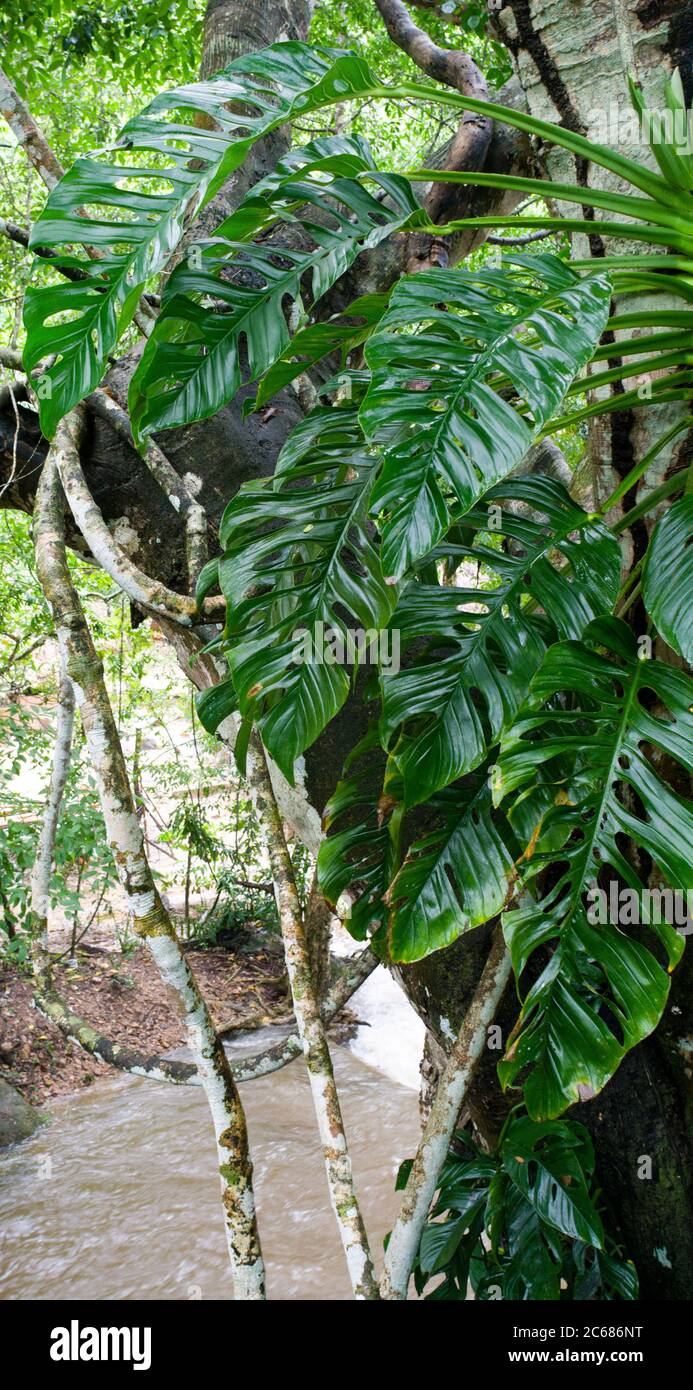 Nahaufnahme eines Baumes im Restaurant, Nogalito Eco Park, Puerto Vallarta, Jalisco, Mexiko Stockfoto