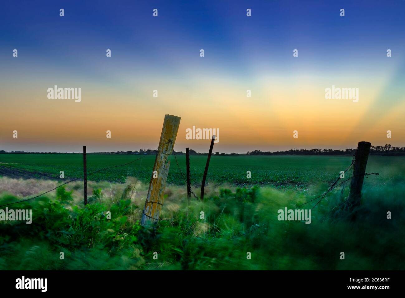 Gras und Unkraut weht im Wind auf ländlichen Bauernhof, Nebraska, USA Stockfoto