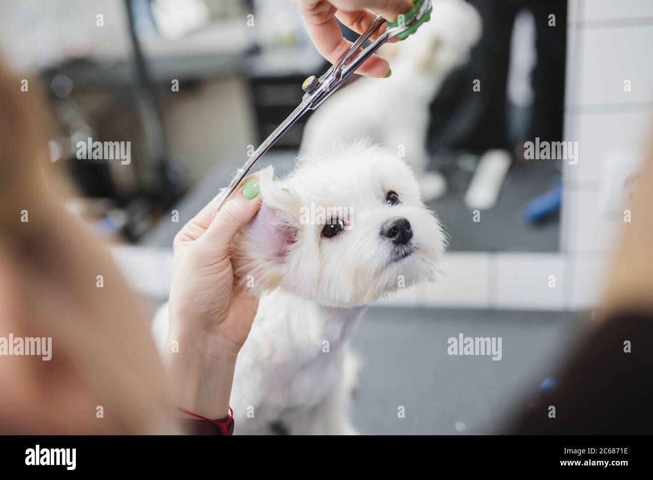 Sauberer Welpe Stockfotos Und Bilder Kaufen Alamy