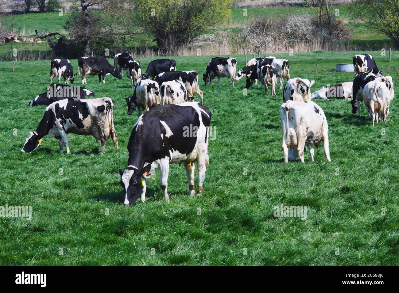 Friesische Kühe grasen auf Weide, Normandie, Frankreich Stockfoto