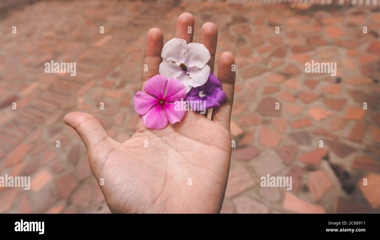 Eine Nahaufnahme der Hand einer Frau, die drei kleine hält Bunte Blumen Stockfoto
