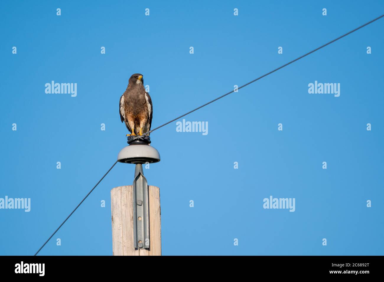 Swainsons Falke sitzt auf dem Mast Stockfoto