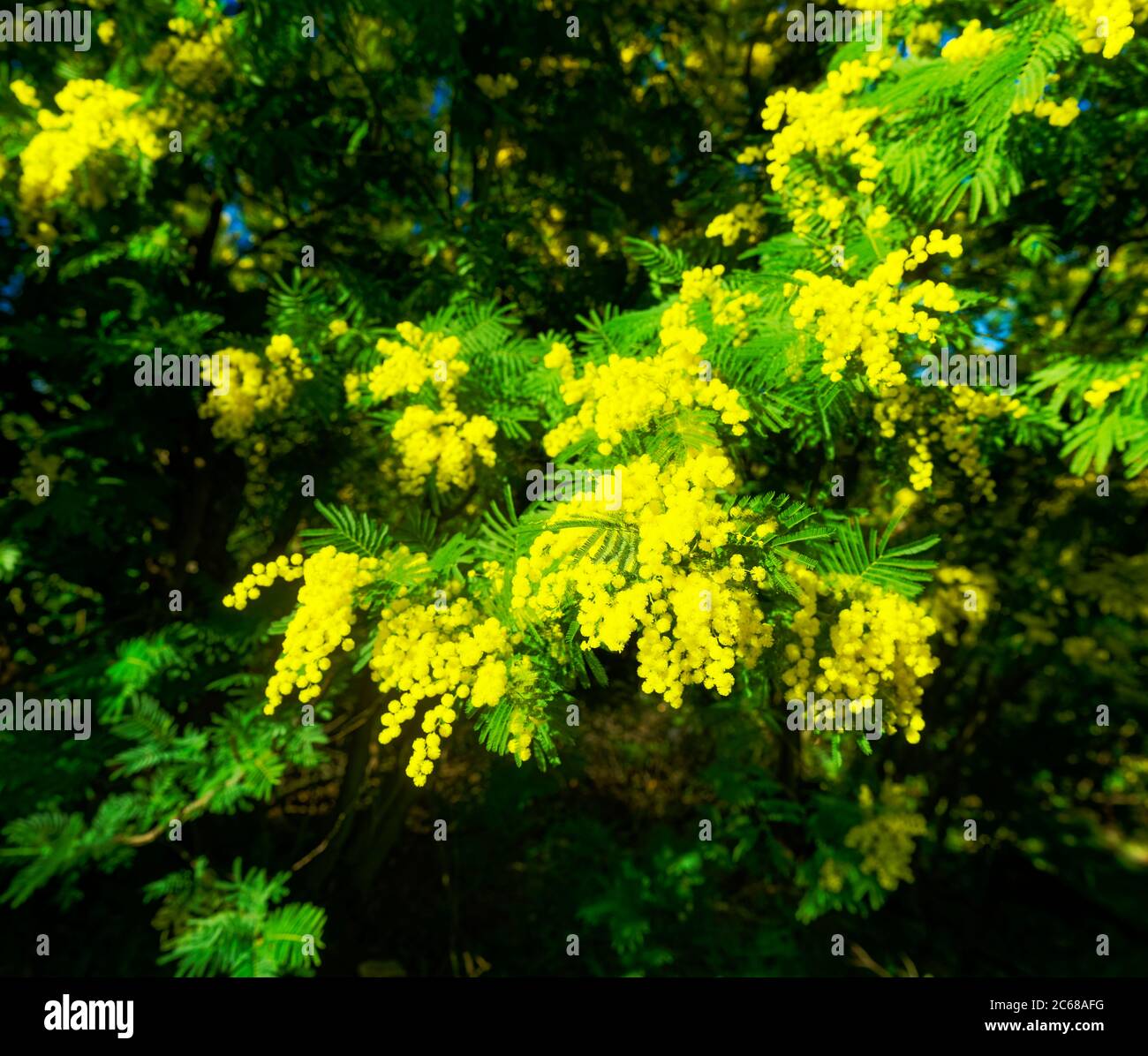 Blühende Mimosen in Tanneron Dorf, Var, Cote dAzur, Frankreich Stockfoto