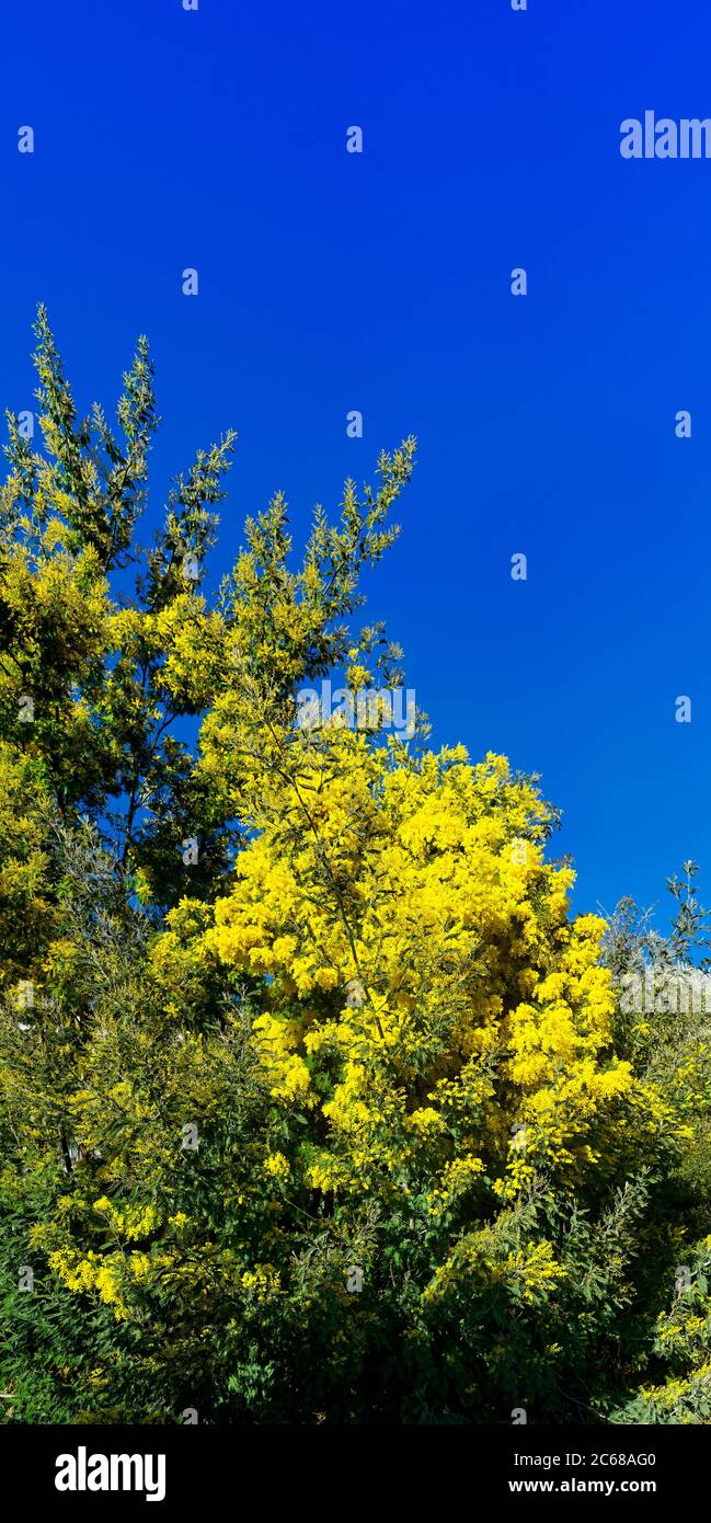 Blühende Mimosen in Tanneron Dorf, Var, Cote d'Azur, Frankreich Stockfoto