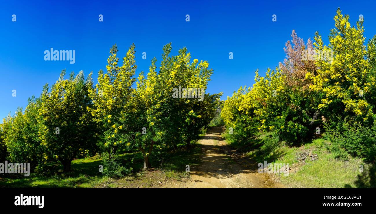 Blühende Mimosen in Tanneron Dorf, Var, Cote dAzur, Frankreich Stockfoto
