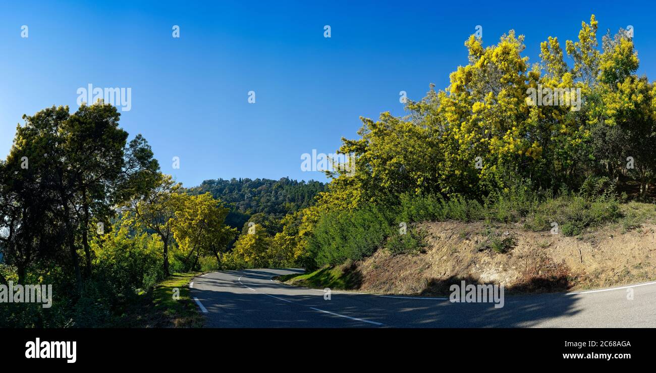 Blühende Mimosen entlang der Straße in der Nähe von Tanneron Dorf, Var, Cote dAzur, Frankreich Stockfoto