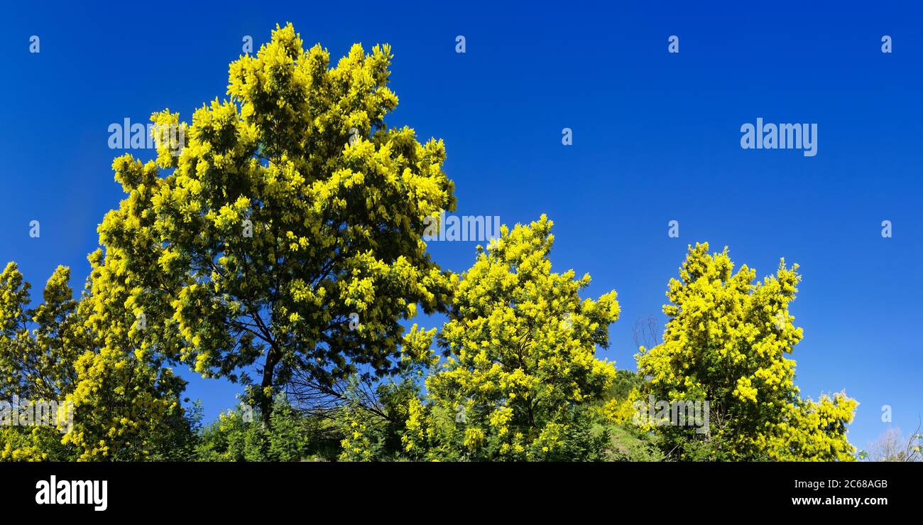 Blühende Mimosen in der Nähe von Tanneron Dorf, Var, Cote dAzur, Frankreich Stockfoto