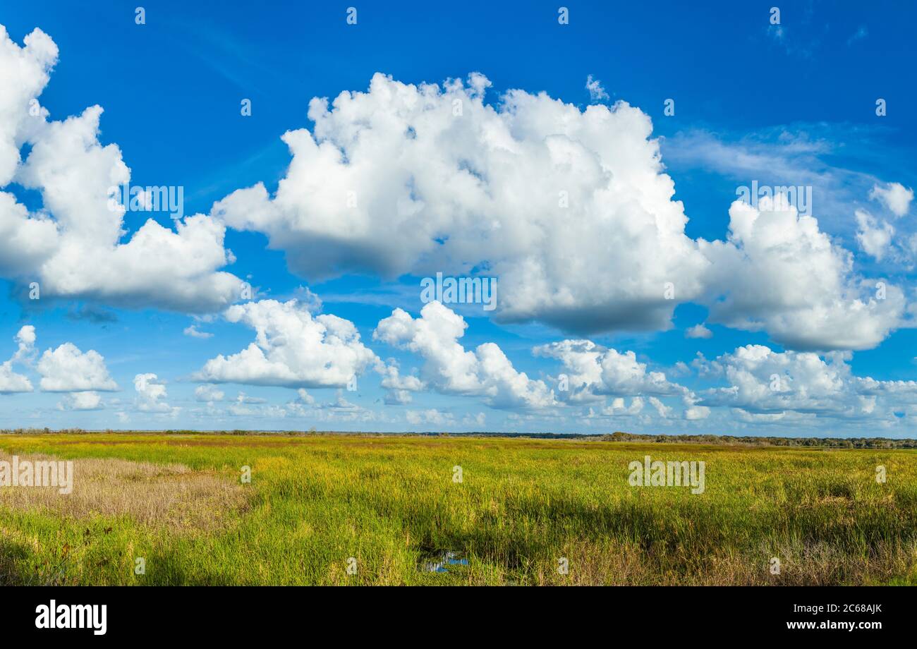 Große weiße Wolken in blauem Himmel über dem Südwesten Floridas, USA Stockfoto