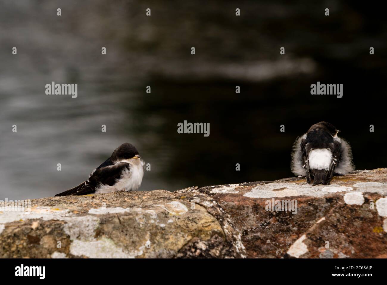 Zwei junge sandmartins an der Wand einer Brücke Stockfoto