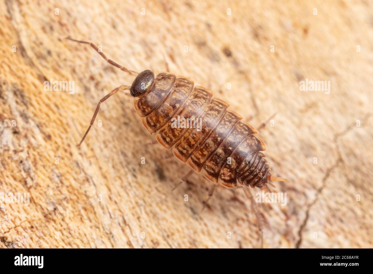 Gemeinsamen gestreiften Assel (Philoscia Muscorum) Stockfoto