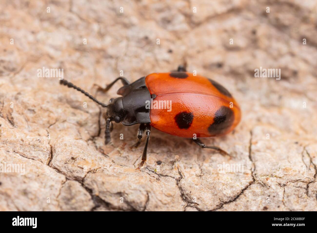 Schöner Pilzkäfer (Endomychus biguttatus) Stockfoto