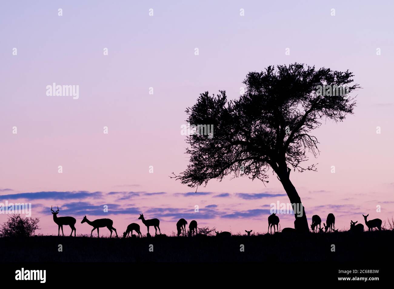 Silhouetten von Impalas (Aepyceros melampus) Botswana, Afrika Stockfoto