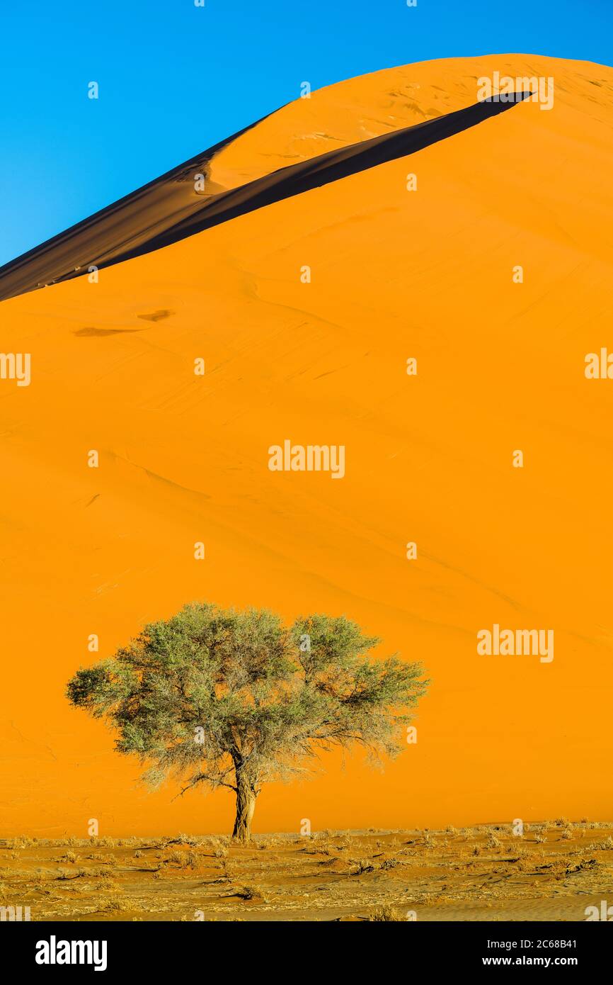 Blick auf Dünen und Bäume in der Wüste, Sossusvlei, Namib-Naukluft Nationalpark, Namibia, Afrika Stockfoto