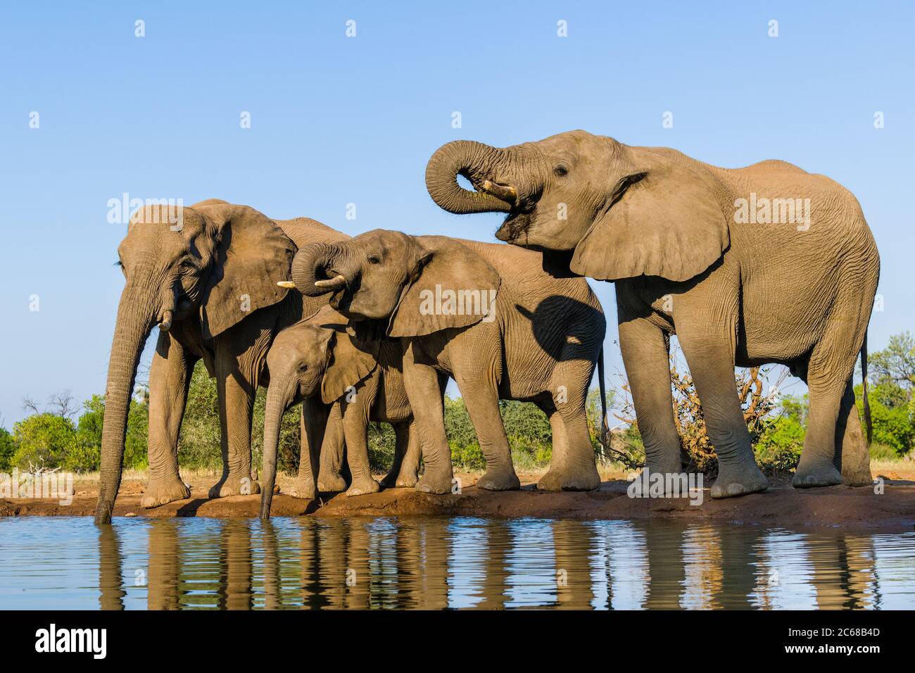 Ansicht der Familie Elephant (Loxodonta) am Wasserloch, Botswana, Afrika Stockfoto
