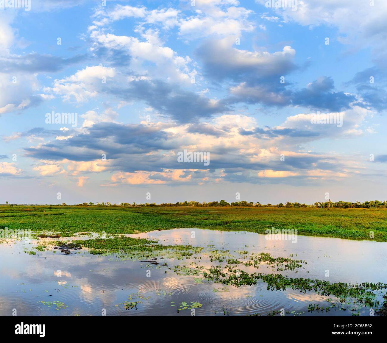 Blick auf Feuchtgebiete, Pantanal-Region, Brasilien, Südamerika Stockfoto