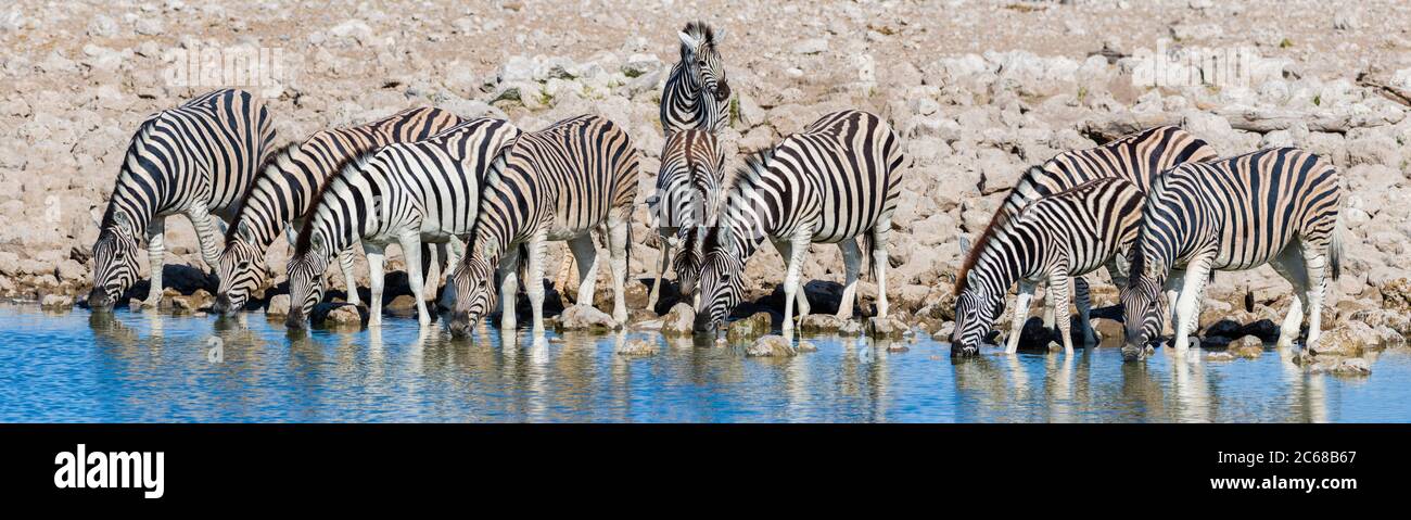 Blick auf die Herde des Zebras (Equus quagga) am Okaukuejo Waterhole, Etosha Nationalpark, Namibia, Afrika Stockfoto