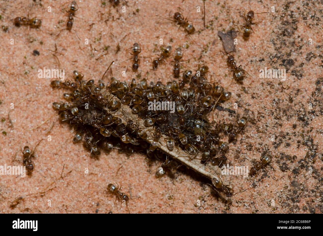 Ameisen, Familie Formidae, Schwarm toter Insekten Stockfoto