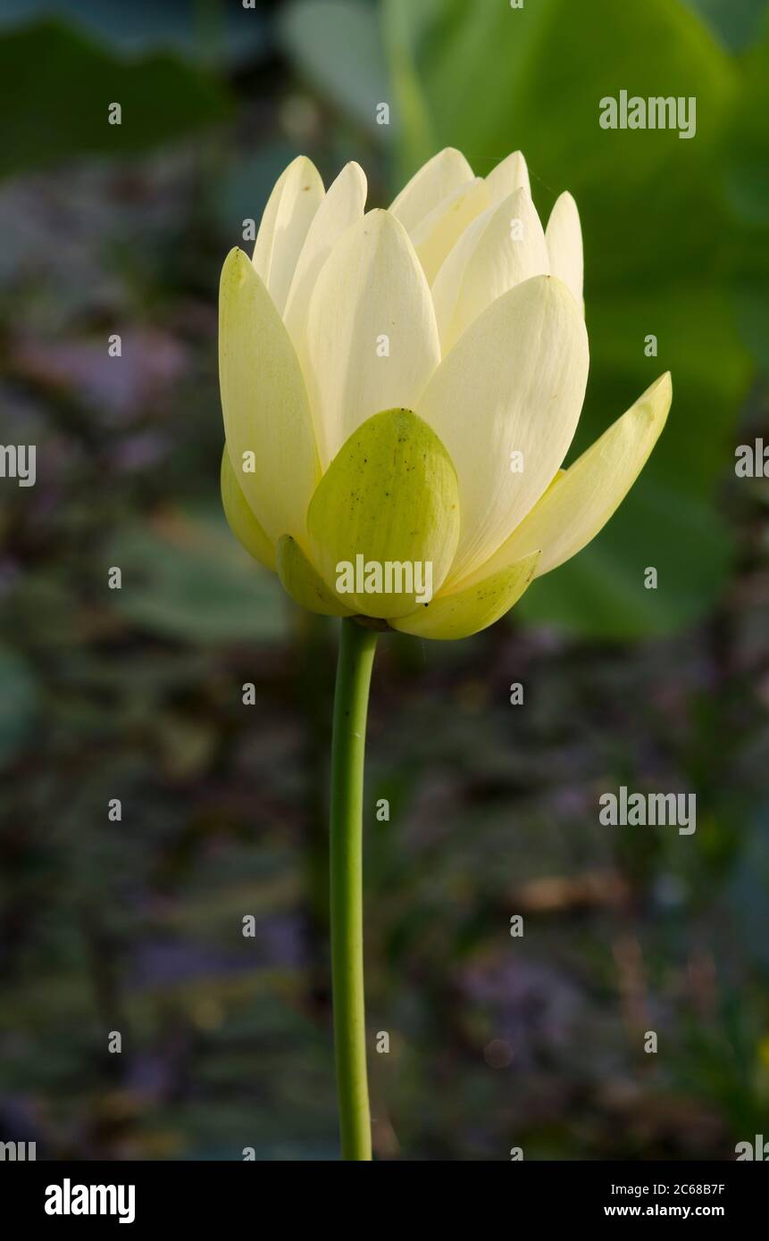 Amerikanischer Lotus, Nelumbo lutea Stockfoto