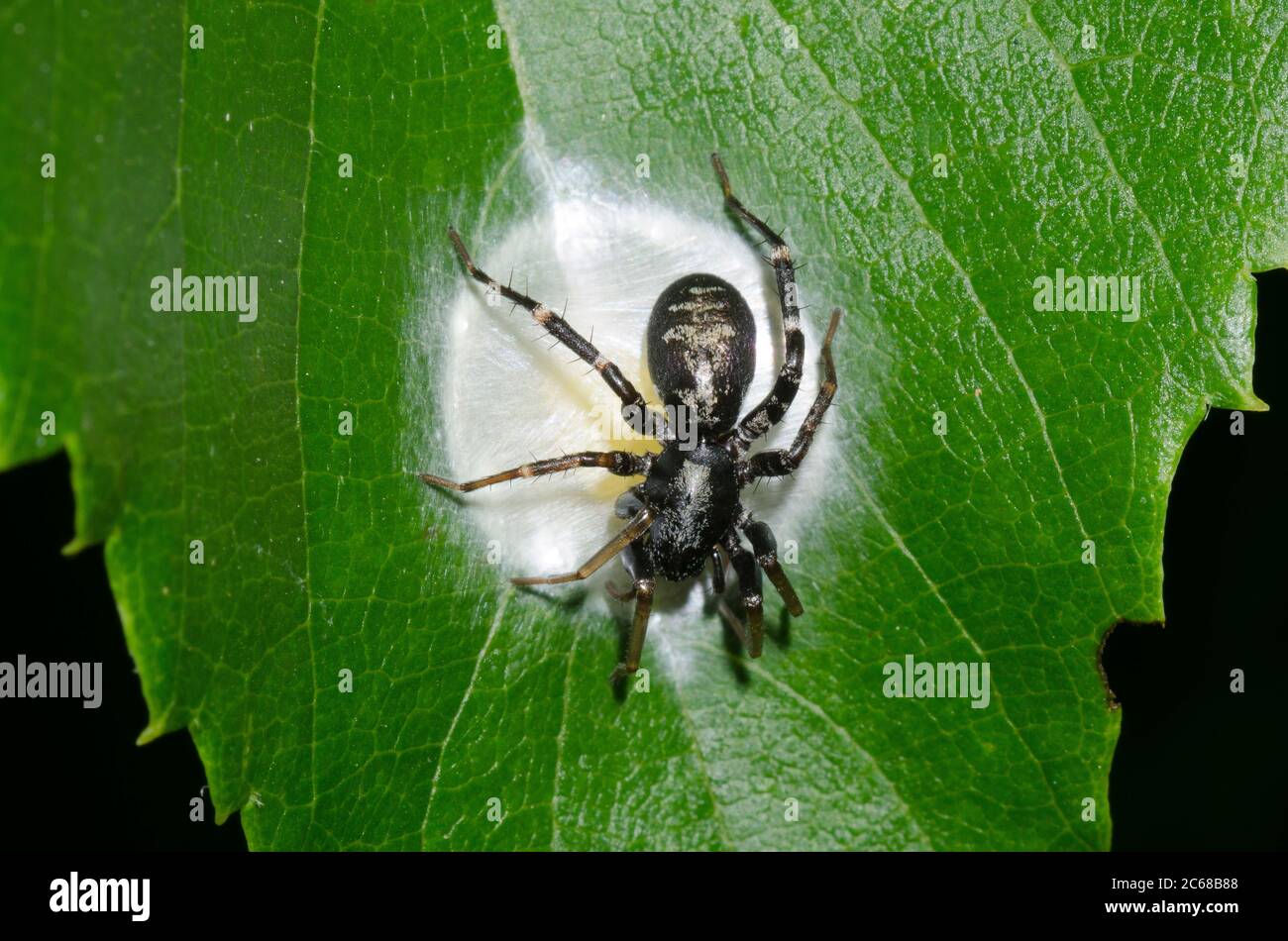 Antmimic Sac Spider, Castianeira sp., weibliche Eierkasten Stockfoto