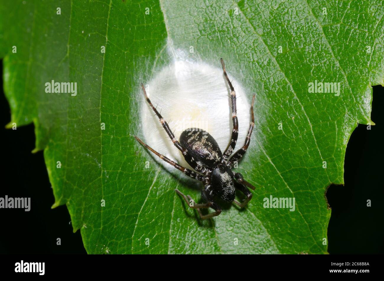 Antmimic Sac Spider, Castianeira sp., weibliche Eierkasten Stockfoto