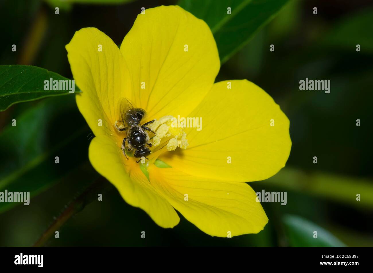 Schweißbiene, Lasioglossum sp., Futter auf schwimmenden Primrose-Weiden, Ludwigia peploides Stockfoto