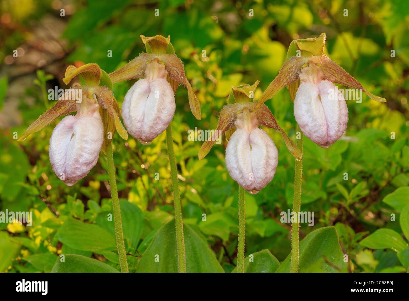 Vier rosa Lady's Hausschuhe in einer Reihe. Stockfoto