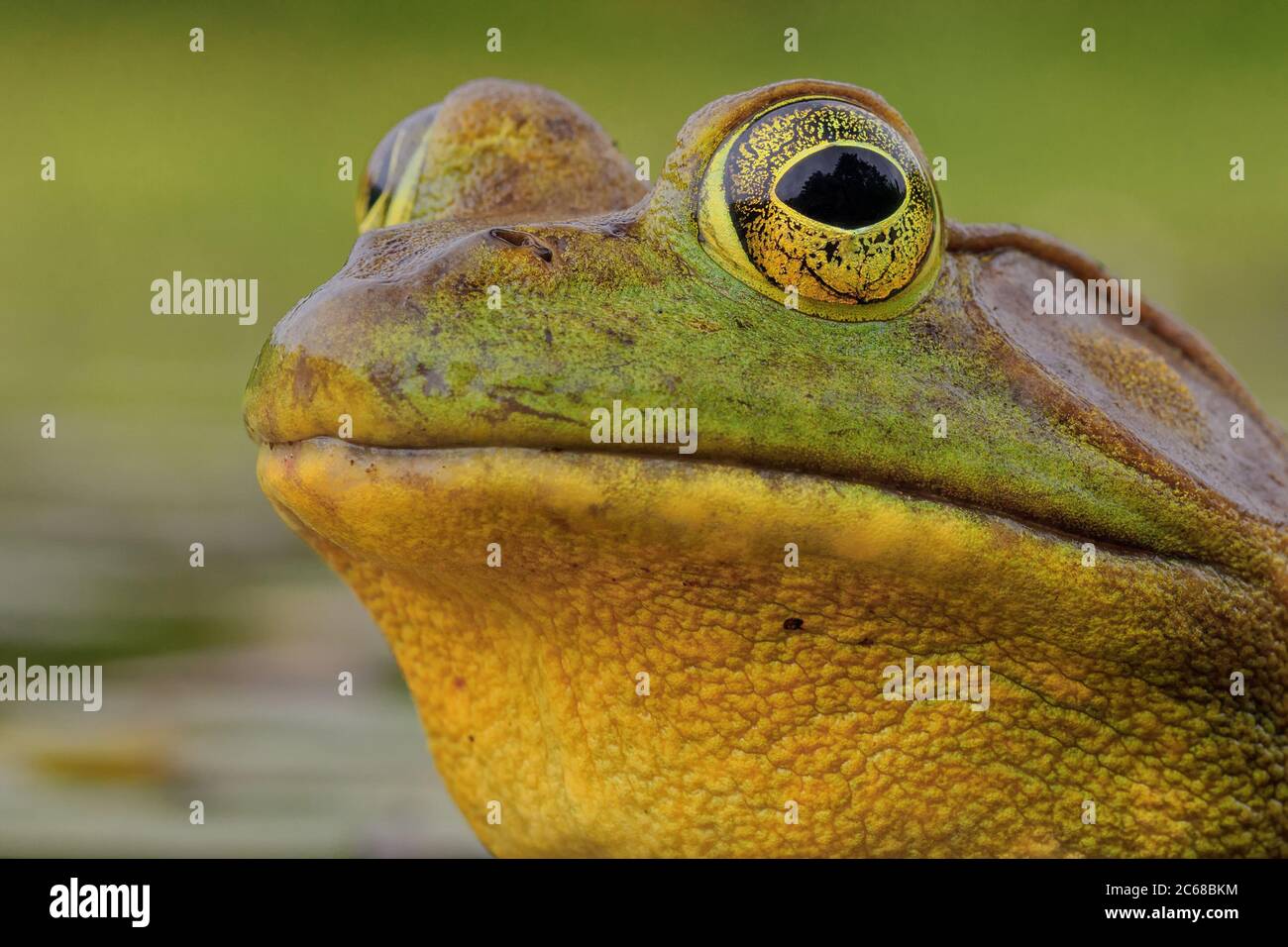Ein Porträt eines großen amerikanischen Bullfrog. Stockfoto