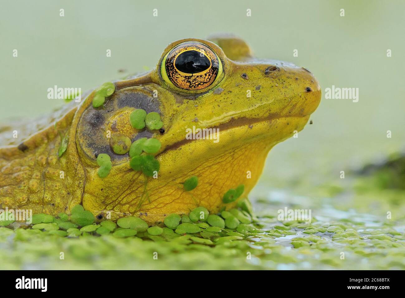 Ein Porträt eines amerikanischen Bullfrog in Entenkraut. Stockfoto