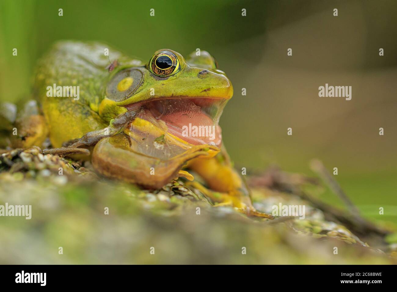 Ein amerikanischer Bullfrog hat seine Haut abgeworfen. Stockfoto