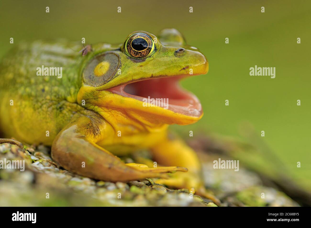 Ein amerikanischer Bullfrog hat seine Haut abgeworfen. Stockfoto