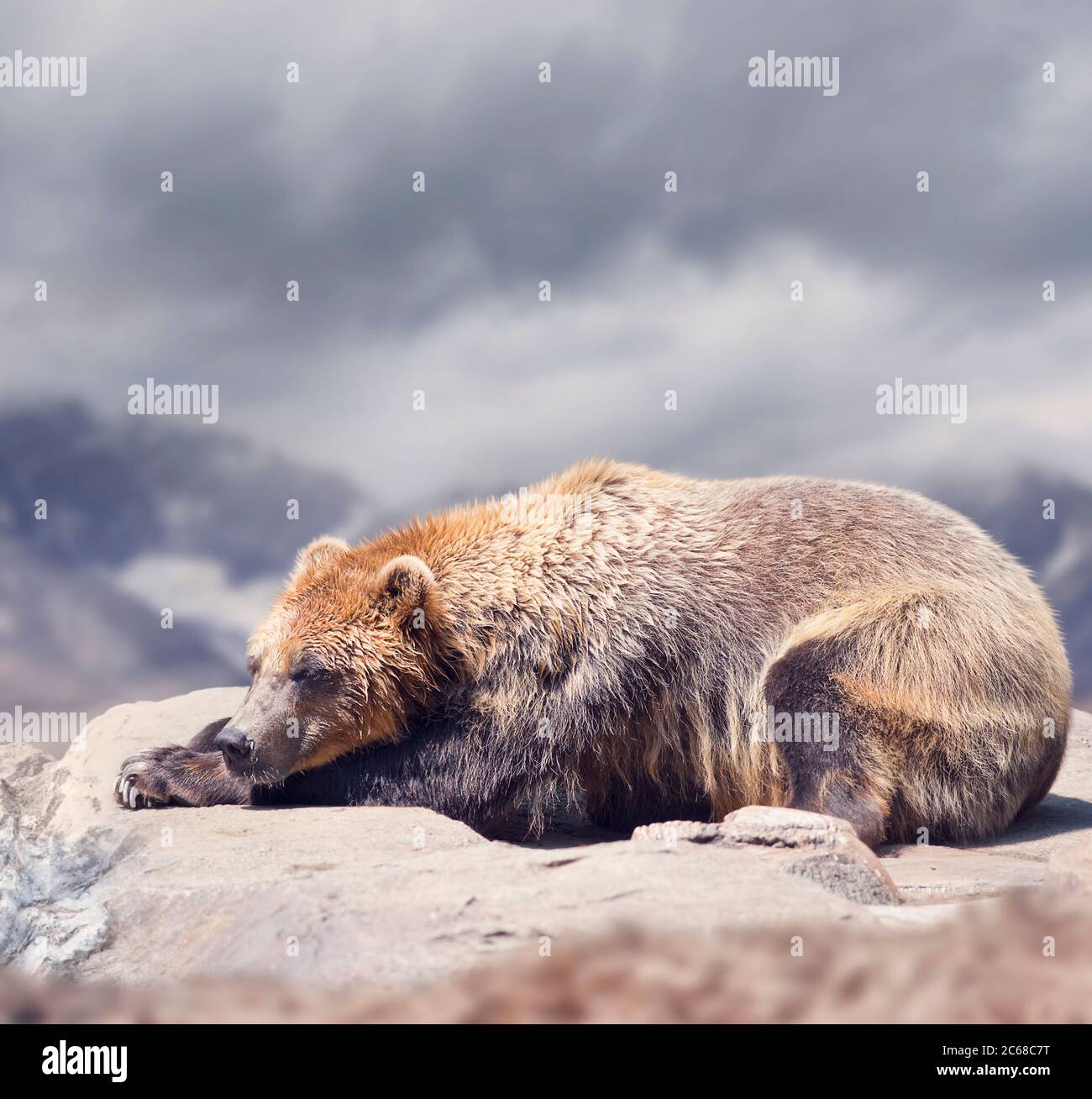 Großer Braunbär auf Felsen, Nahaufnahme Stockfoto