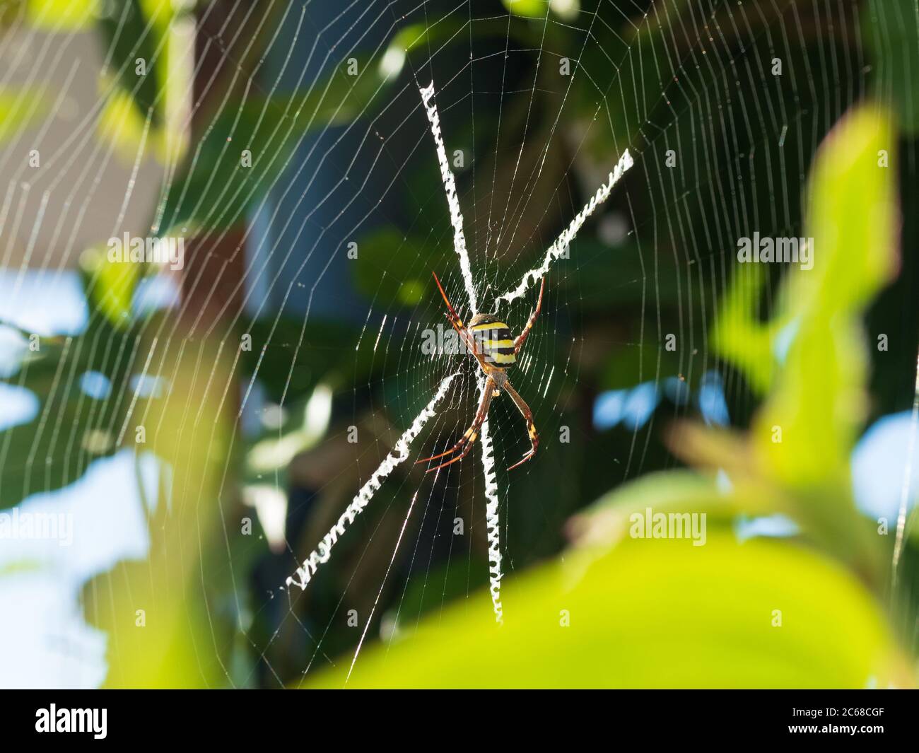 St. Andrews Kreuzspinne in ihrem Netz und verwandelt die Seide ihrer Spinne in ein dekoratives Netz mit ihrem unverwechselbaren Kreuzmuster, gesponnen Stockfoto