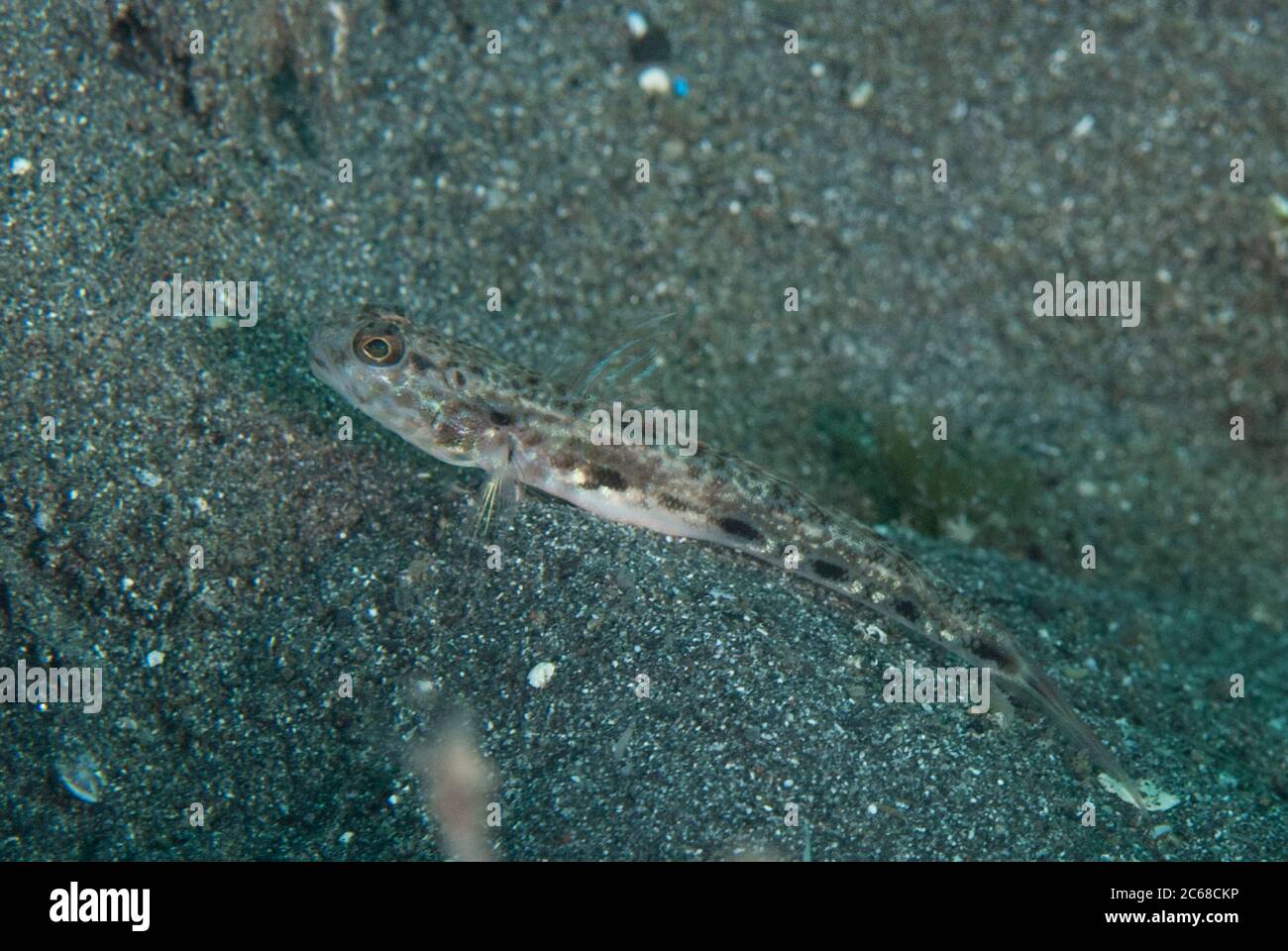 Lanceolate Shrimpgoby, Tomiyamichthys lanceolatus, Kareko Batu Tauchplatz, Lembeh Straits, Sulawesi, Indonesien Stockfoto