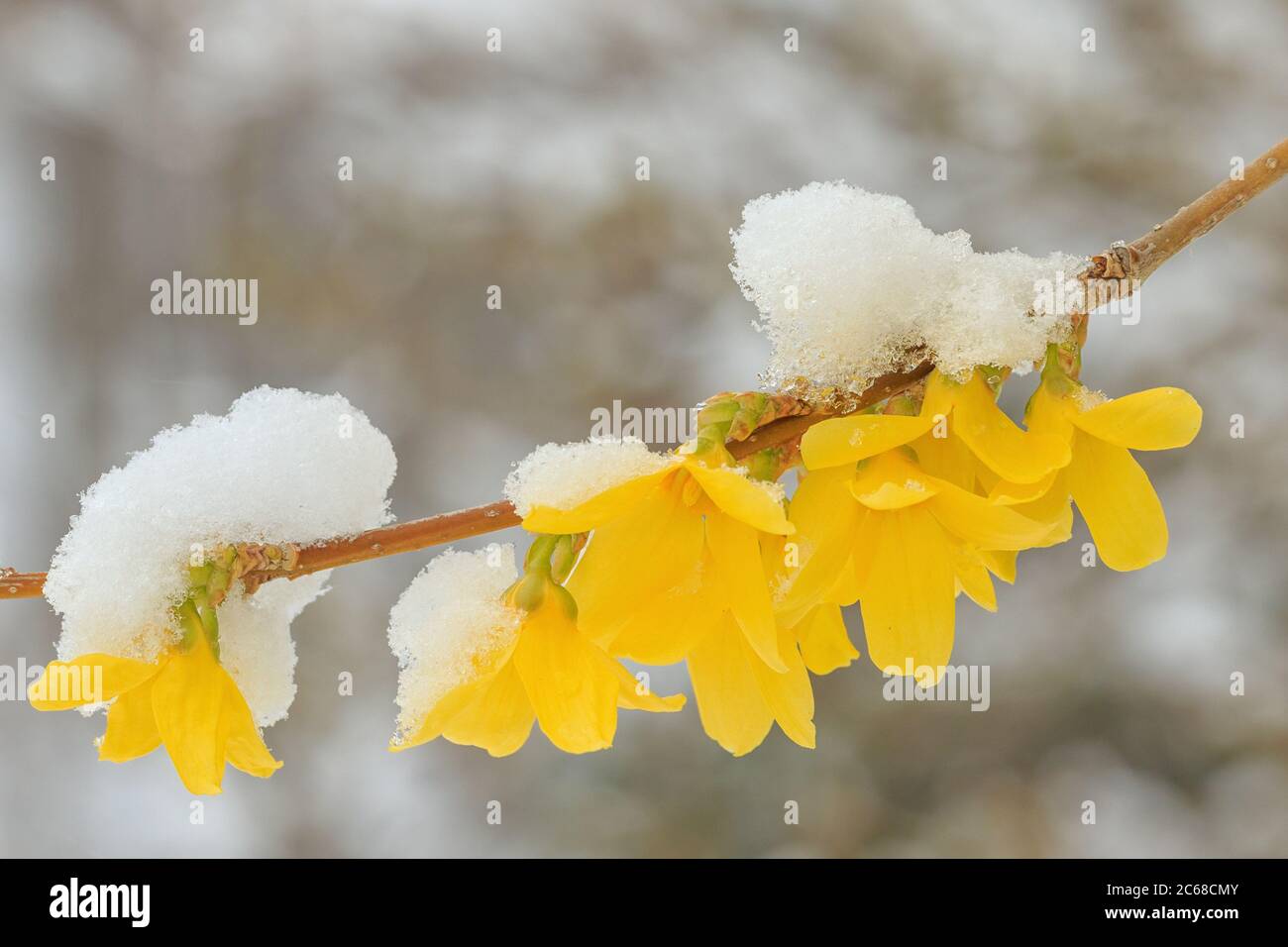 Forsythia im Schneesturm. Stockfoto