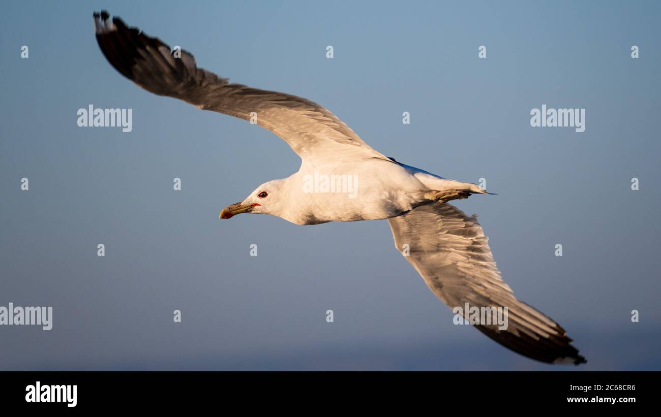 Nahaufnahme der kalifornischen Möwe (Larus californicus) während des Fluges; San Francisco Bay Area, Kalifornien Stockfoto