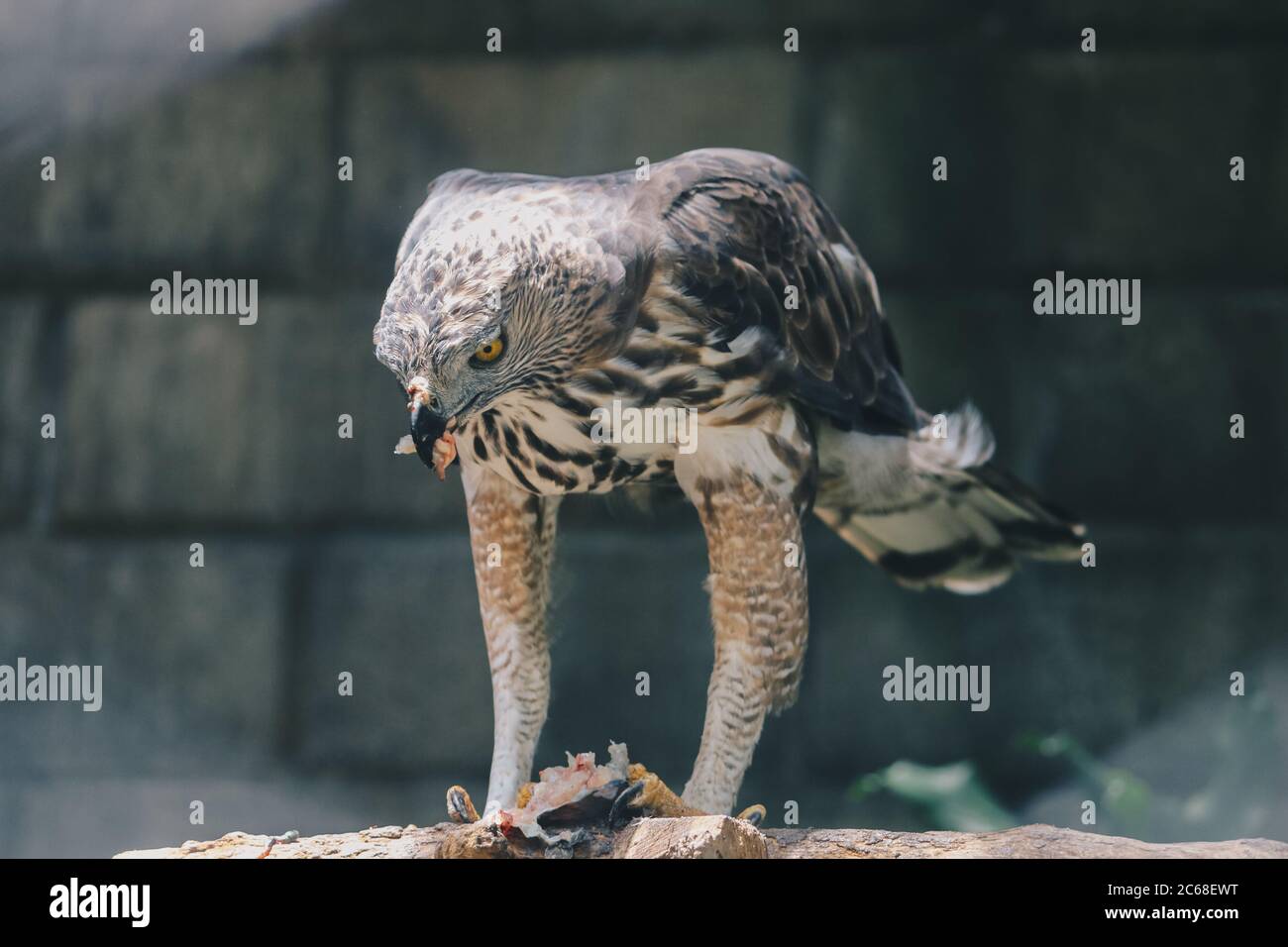 Der wandelbare Falkadler oder Haubenfalkadler (Nisaetus cirrhatus) sitzt auf dem Ast und isst Fisch auf seinem Bein. Raubvogel auf dem Baum isoliert Stockfoto