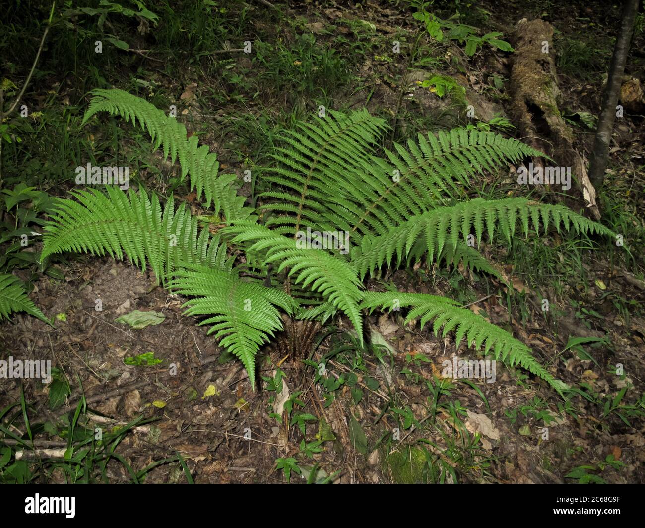 Bracken Farn Pflanze im nassen Wald im Frhjahr. Pteridium aquilinum.  Frischer Farn in Gilan, Iran. Heilpflanze, Analgetikum, Anti-Wurm und  ntzlich fr Reu Stockfotografie - Alamy