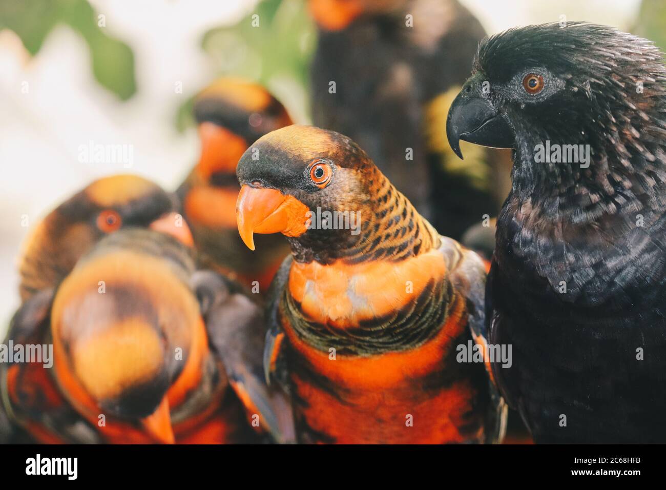 Dunkle Lorien (Pseudeos fuscata) oder gebänderte Lorien oder Nuri kelam mit oranger und schwarzer Feder Stockfoto