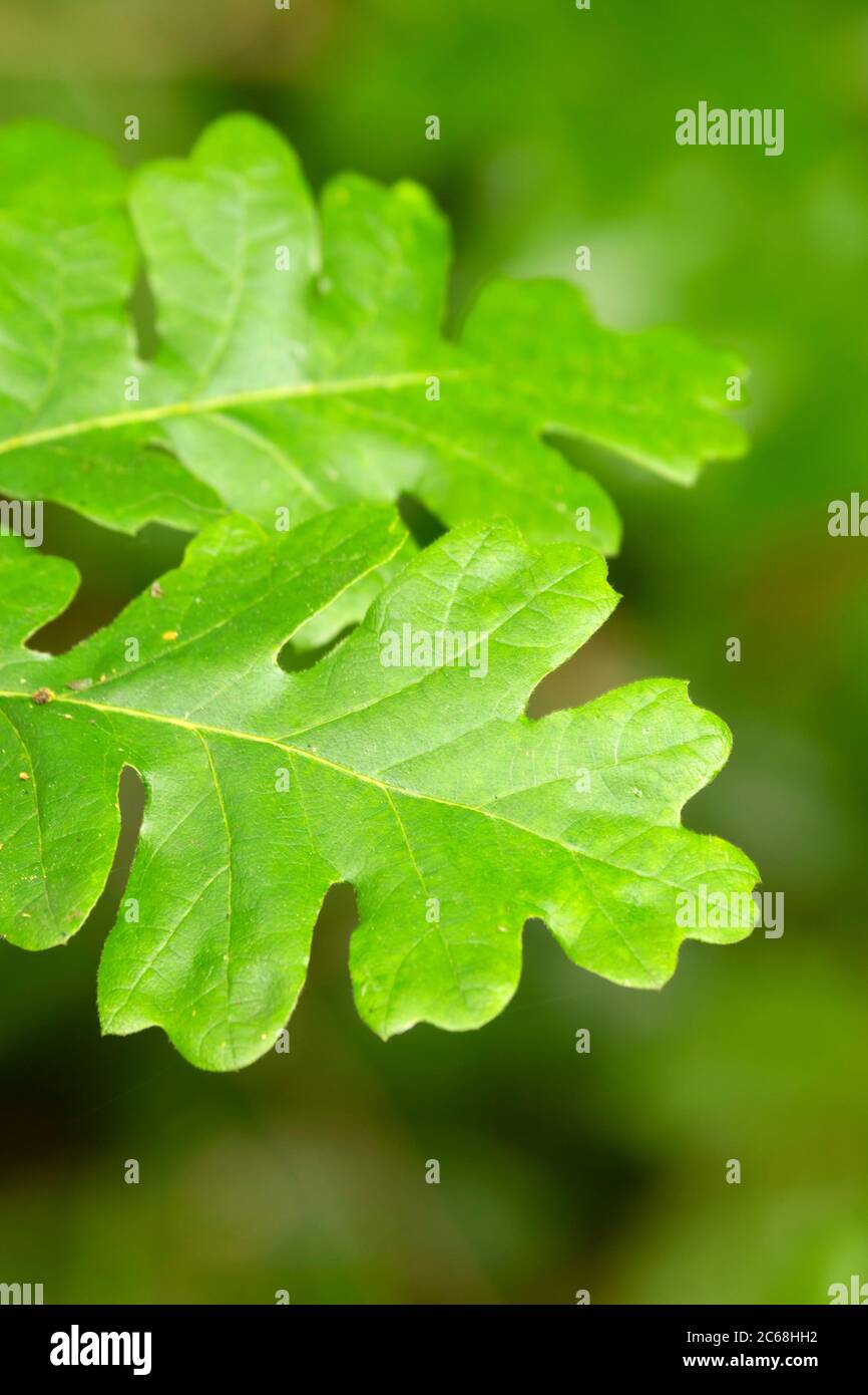 Oregon weiße Eiche (Quercus garryana) Blätter, Aumsville Ponds Park, Marion County, Oregon Stockfoto