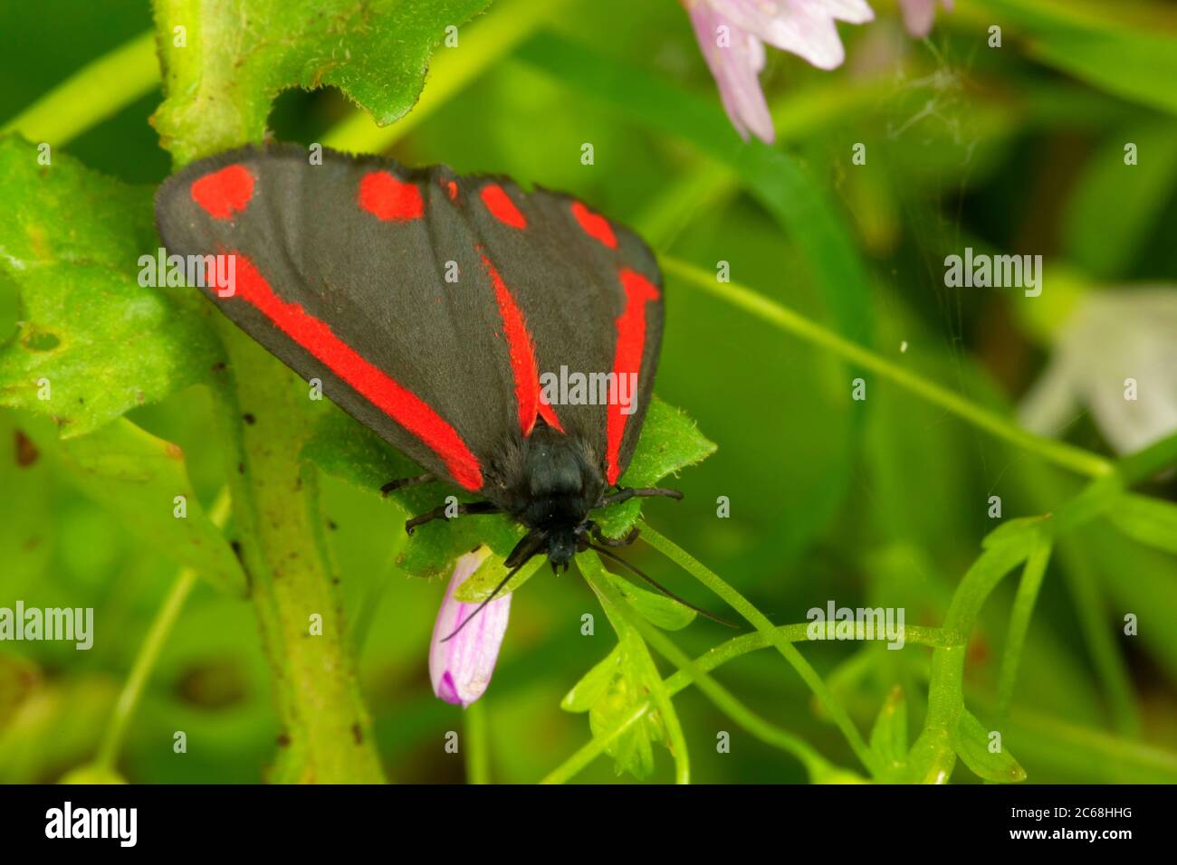 Zinnober (Tyria jacobaeae), Aumsville Ponds Park, Marion County, Oregon Stockfoto